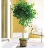 FICUS - Indoor Plant Planter